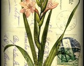 Digital Mixed Media Art: Vintage Flower 108, 5x7 print - Folk Art, Vintage art, postcard art, botanical art, flower art, pink, green