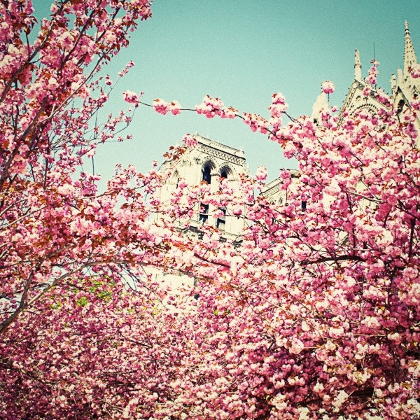 Notre Dame in spring, Paris - Polaroid - Fine Art Photograph