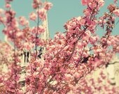 Notre Dame in spring II, Paris - Polaroid - Fine Art Photograph