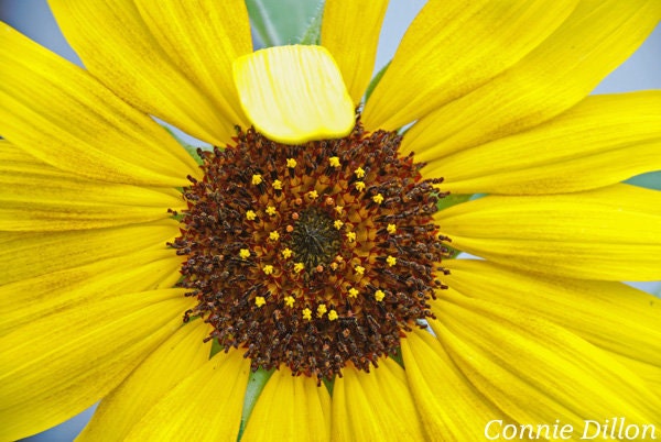 Good Morning Spring, 8.5 x 11 Color Photograph - sunflower - yellow - yellow and brown - bright - summer - spring - fine art photography