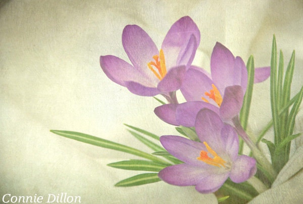 Spring Garden, Purple Crocus: 8.5 x 11 Color Photograph, spring - pastel - purple & green - home decor - fine art - flower photography - ConnieDillon10