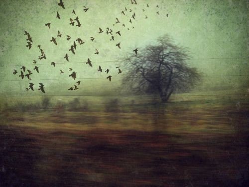 Photo Photograph -  riding shotgun - 8x10 fine art PHOTOGRAPHY - Nature Trees Flying Flock of Birds - MaudesMisfitFactory