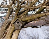 fine art photography - twisted tree with a birdhouse -  8x10 Photo Photograph Nature Bird Birds Trees