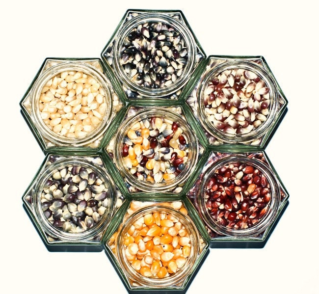 Gourmet popcorn sampler - old fashioned popping corn - colored popcorn kernels for foodie gift - with snack bags, gift box, recipes