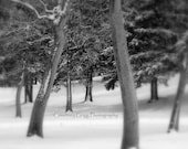Winter Landscape Series Photography Cards (set of 4 blank greeting cards) -snow, trees, blizzard, landscape, black & white- FREE SHIPPING