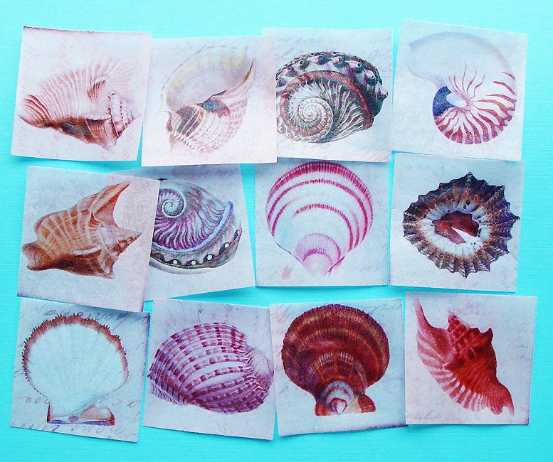 Large 2 Inch Shell Vintage Print Edible Image Wafer Papers for your iced cookies, fondant cupcake toppers, cakes and chocolates