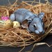 Easter bunny SPECIAL. Polymer clay miniature by Madre Olius