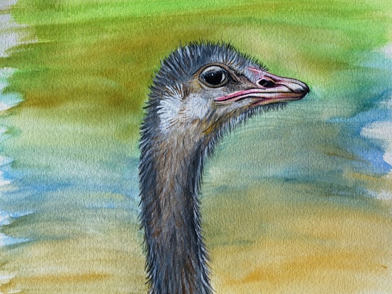 Watercolor Ostrich - 9x12 print