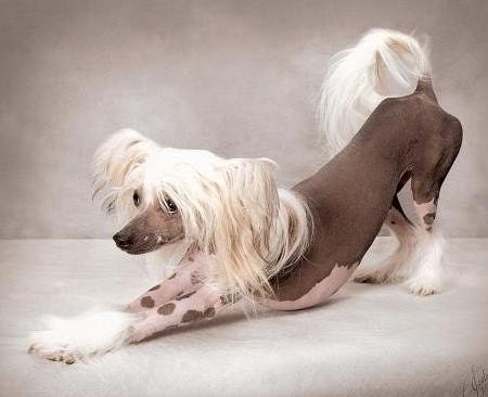 ALMOND Shampoo for Dogs Cats Eco Biodegradable ph Balanced Veterinarian Professional Groomer Recommended Used