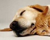 Fresh Scent for Dogs - Cats - Eco Friendly Biodegradable ph Balanced Veterinarian Professional Groomer Recommended Used