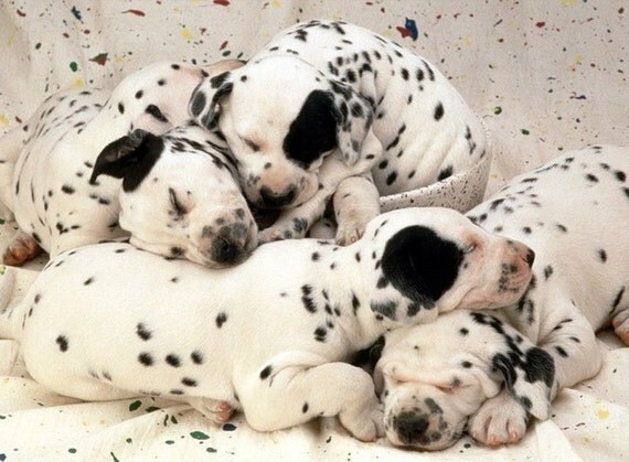Natural Pet Products MEDICATED Rinse REMOISTURIZING For Dogs and Cats - Eco Friendly and Biodegradable Cute Love  tt