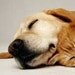 Fresh Scent for Dogs - Cats - Eco Friendly Biodegradable ph Balanced Veterinarian Professional Groomer Recommended Used