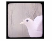 white wood dove (5 x 5 Fine Art Print)
