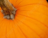 Pumpkin Patch -photograph on canvas-