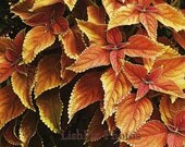 INDIAN SUMMER leaves  5x7