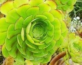 a LIME SUCCULENT  4X6
