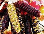 INDIAN CORN  5x7