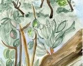Print of my original watercolor painting of a Sicilian Olive Grove we visited in Sicily.