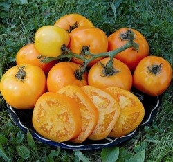 Organic Heirloom Moonglow Tomato Seeds