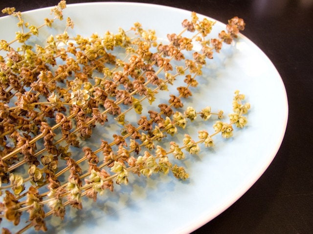 Organic Genovese Basil Seeds