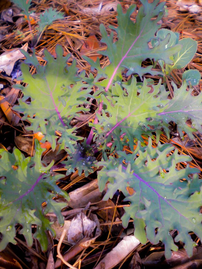 Organic Heirloom Red Russian Kale Seeds