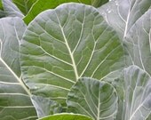 Organic Heirloom Georgia Southern Collard Seeds