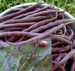 Heirloom Royalty Purple Podded Bean Seeds