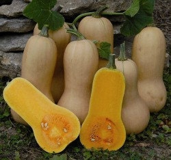 Organic Heirloom Waltham Butternut Squash Seeds