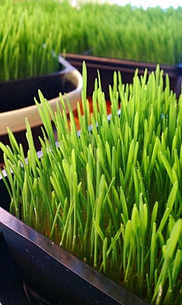 Sprouts or Grass - Organic Hard Red Wheat Grass Seed or Berries for Sprouting, Wheatgrass, Juicing, Pet Grass, or Decor - 1 lb.