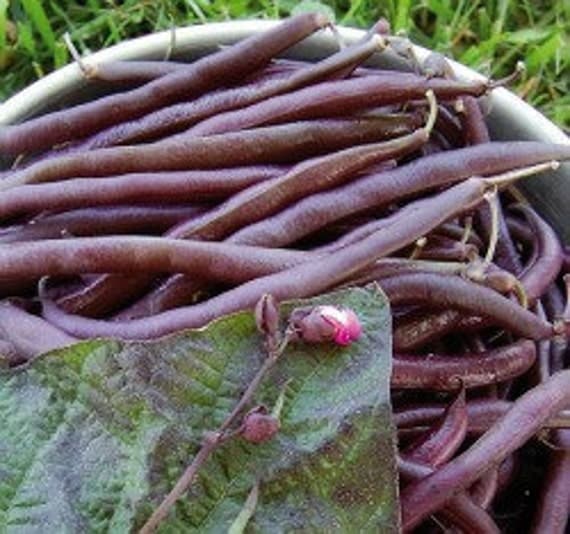 Heirloom Royalty Purple Podded Bean Seeds