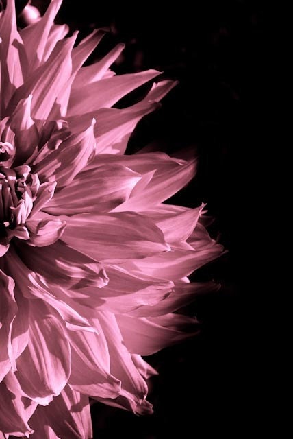 Can't Handle Me Whole 16x20 Fine Art Photography FREE Shipping in USA