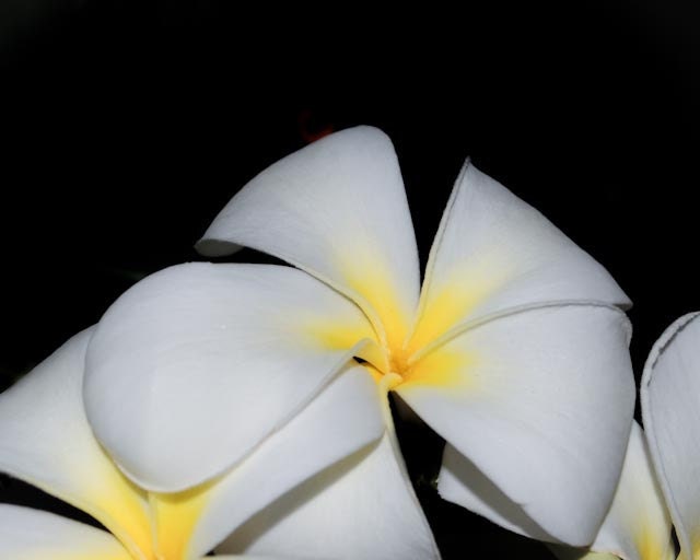 8x10 Plumeria Photo by Kate Sexson FREE Shipping in USA