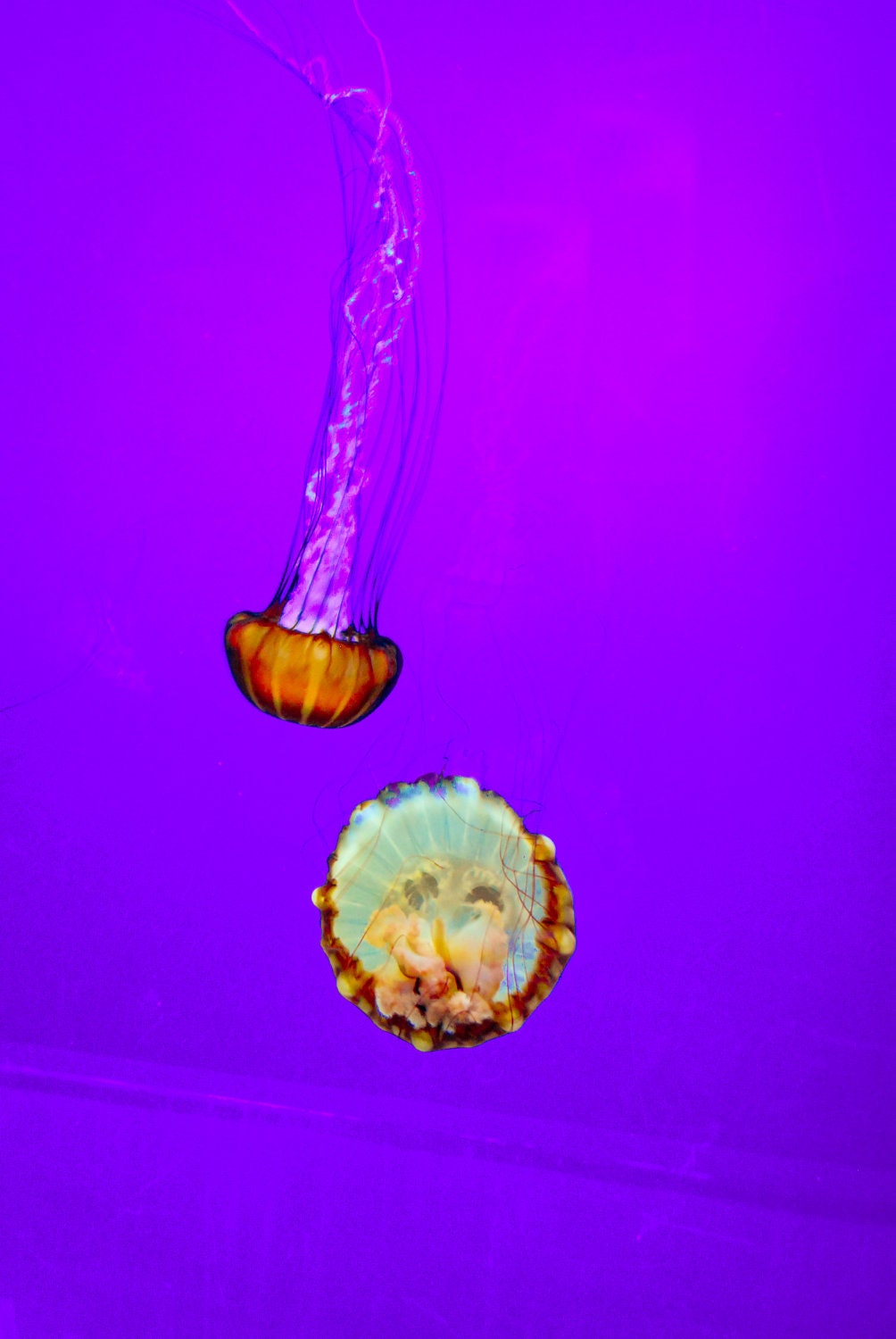 8x10 Jellyfish Photo - Purple by Kate Sexson