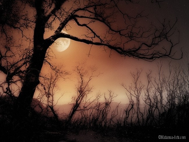 yellow moon forest trees 11x17 nature landscape night photography print