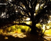 Old Shade Tree landscape photography nature 11x17 Print