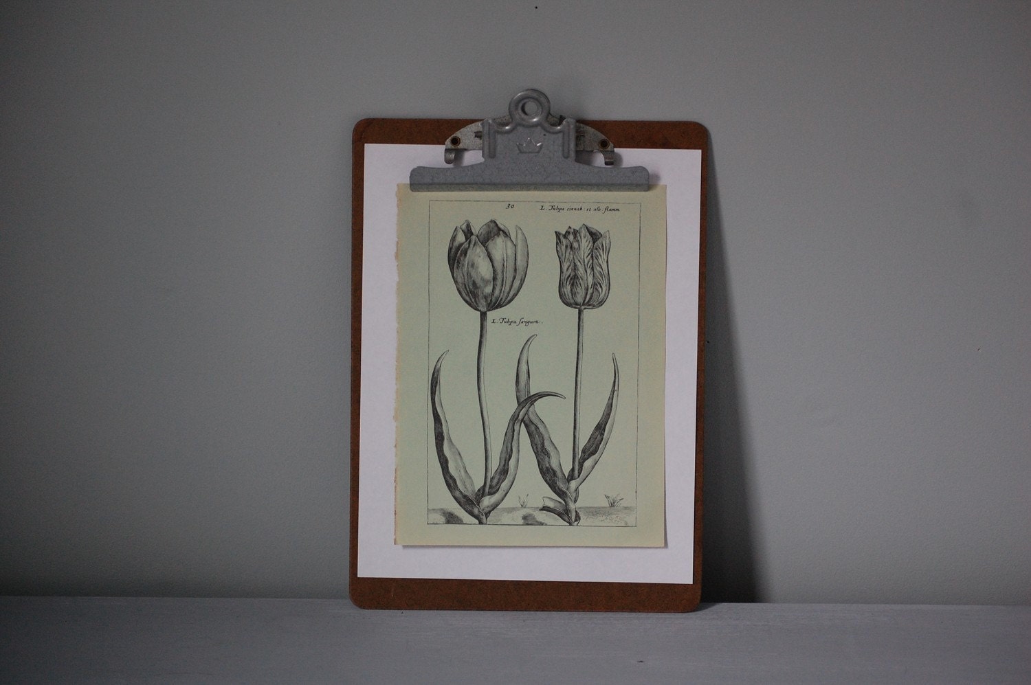 Tulip Botanical Illustration