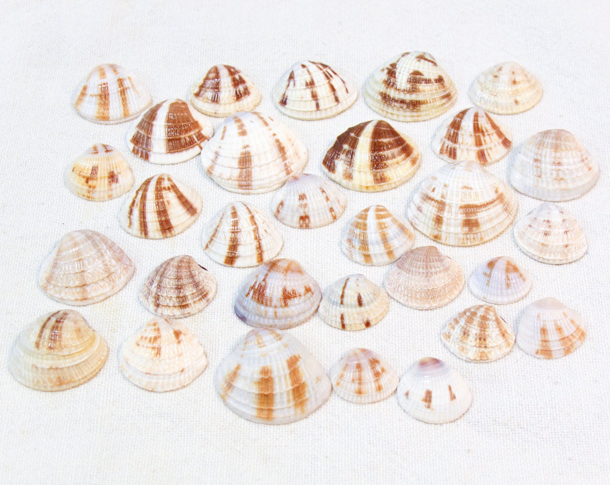 Venus Shells - Sanibel Island, Captiva, Florida Cross-Barred Venus Shells - 30 Shells