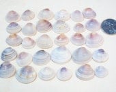 Venus Shells - Sanibel Island, Captiva, Florida  Cross-Barred Venus Shells - 30 Shells