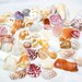 Colorful Almost Perfect Shells and Shell Pieces, Shell Shards - 3.2 oz.