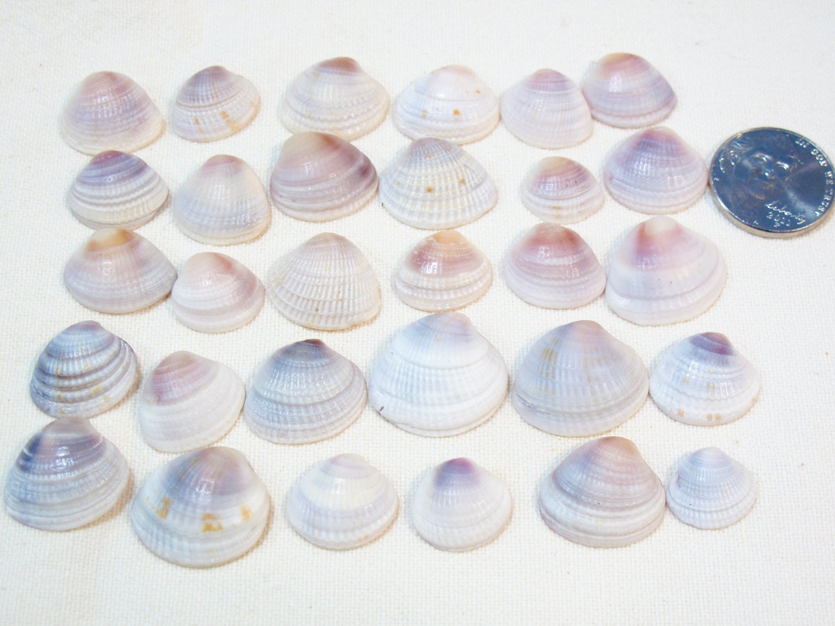 Venus Shells - Sanibel Island, Captiva, Florida Cross-Barred Venus Shells - 30 Shells