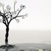 Lunar Energy Moonstones Handmade Sculpture Wire Tree