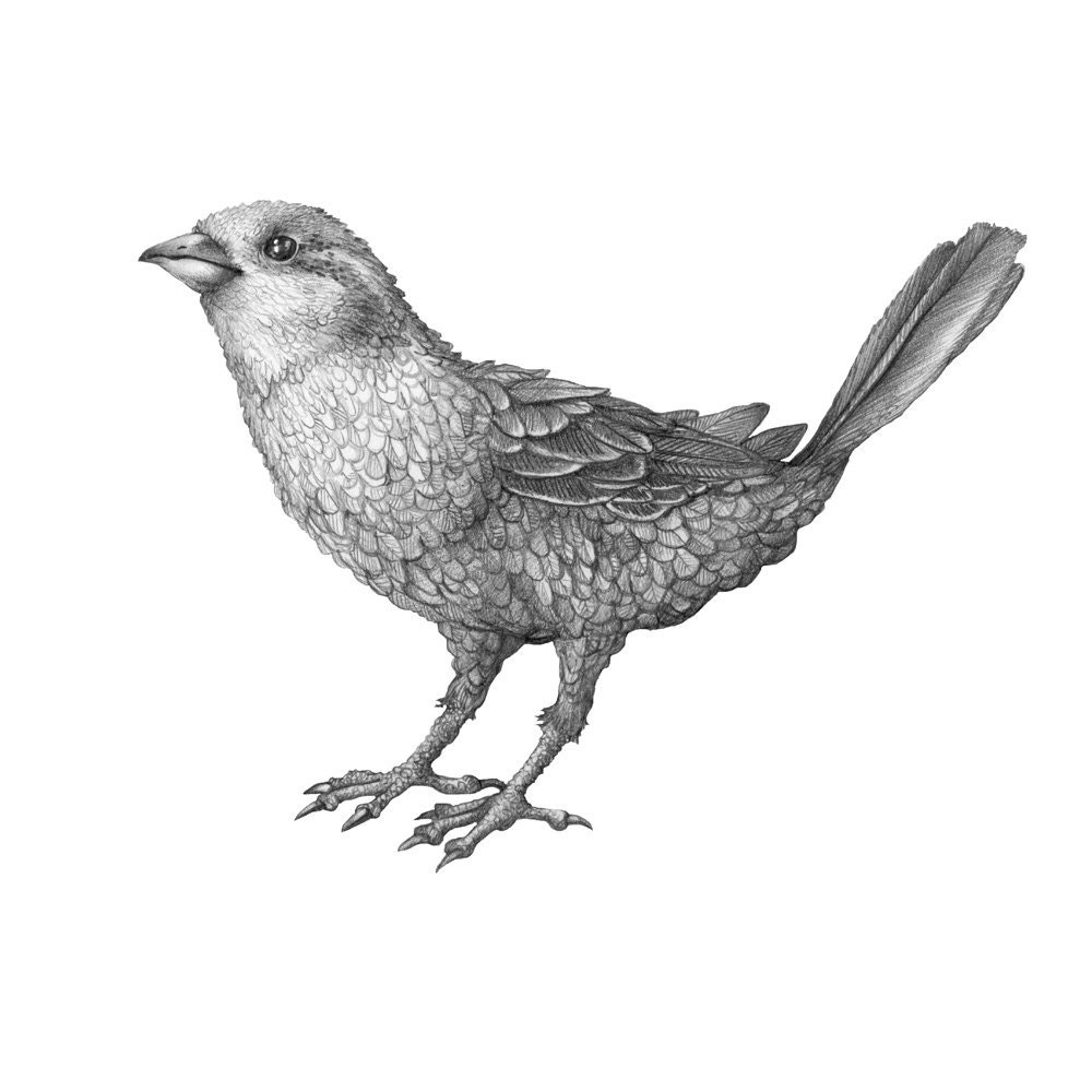 8x10 Giclee Print Sparrow Pencil Illustration