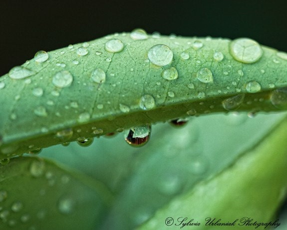 Macro photography nature photograph drop green leaf wall art spring  4x6 Fine Art Photography Print