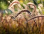 Nature Photography macro photography digital botanical Grass brown green beige wall art   5x5 Fine Art Photography Print