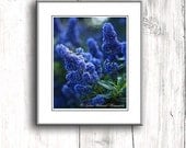 Flower Photography Macro Photography Nature Photograph Blue Spring Flower green wall art home decor 4x6 Fine Art Photography Print