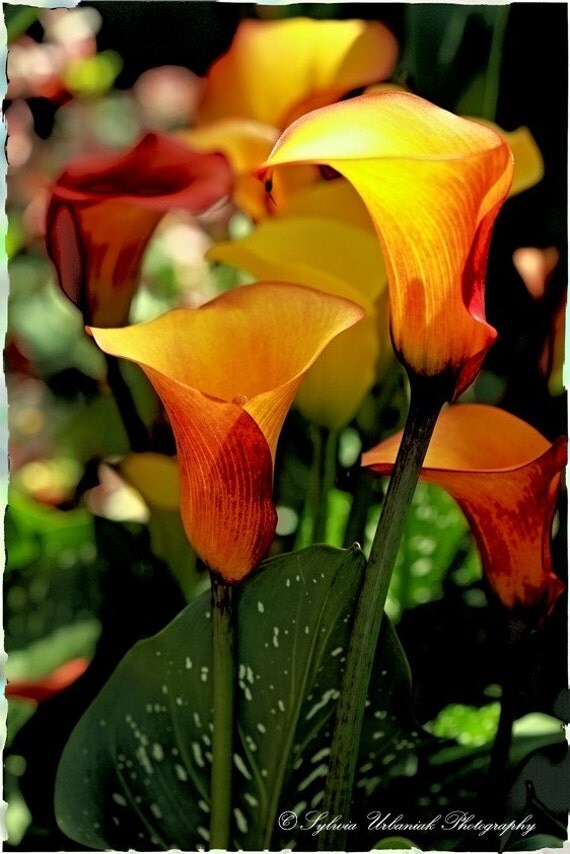Flower Photography Macro Photography Digital Polaroid Nature Spring Flower yellow orange green Lilly wall art 4x6 Fine Art Photography Print
