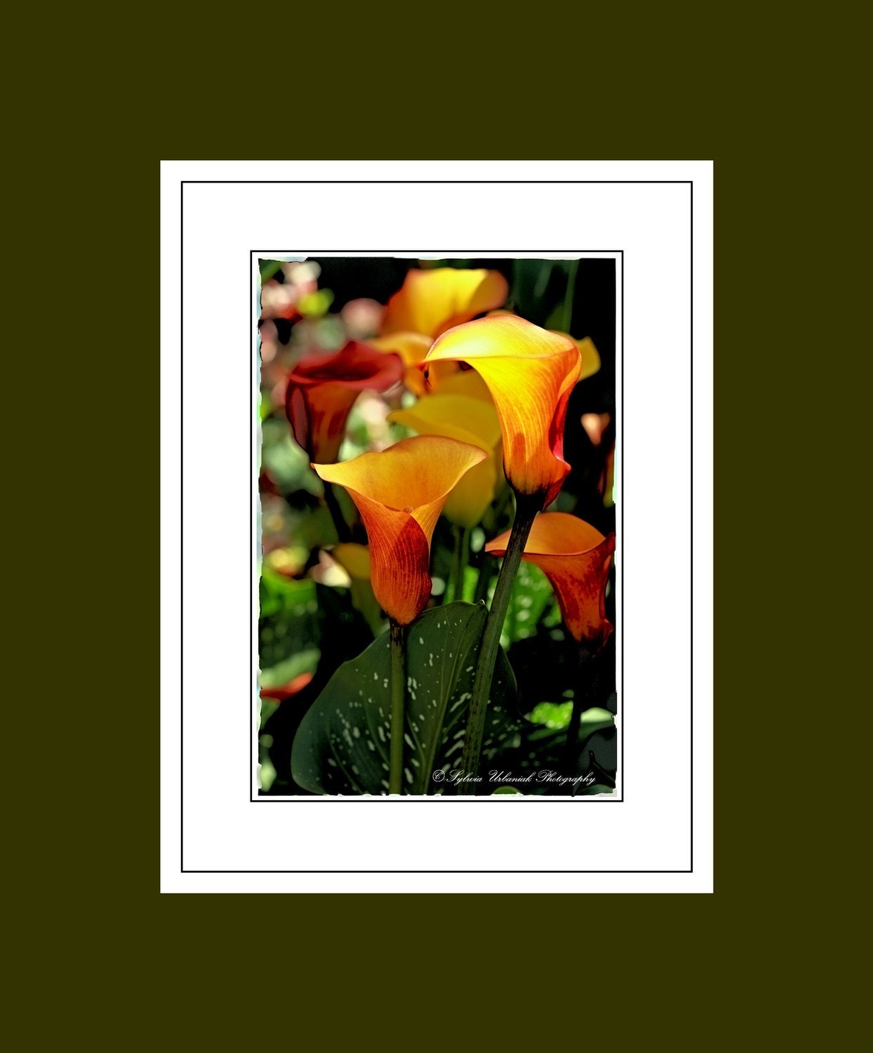 Flower Photography Macro Photography Digital Polaroid Nature Spring Flower yellow orange green Lilly wall art 4x6 Fine Art Photography Print