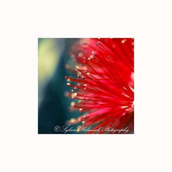 Macro Photography Spring Red Emerald bloom  digital nature photograph wall art 5x5 Fine Art Photography Print