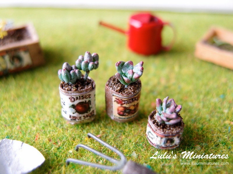 Mini Succulent Plants