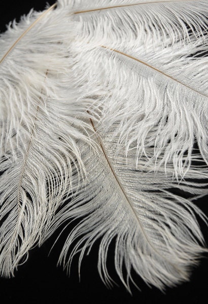 100 - 20/28" Ostrich Feathers - BabyBFeathers